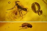 Fossil Winged Ant (Formicidae) & Fly (Diptera) In Baltic Amber #150710-1